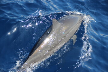 Dauphins - Ile de la réunion