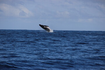 Fototapeta premium Dauphins - Ile de la réunion