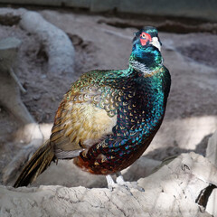 Beautiful colorful bird in an aviary for birds