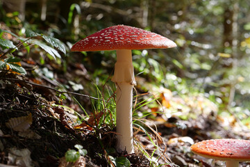 Big red fly agaric grows in autumn wood. Picturesque place in wood heart