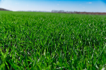 spring grass on the field, green grass, grass grows on the field, field in spring

