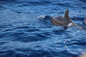 Obraz premium Dauphins - Ile de la réunion