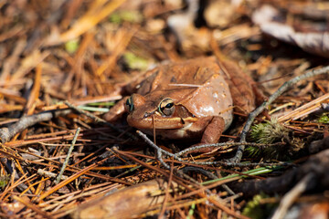 disoriented frog