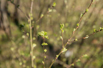 trees in spring, trees bloom in spring, branch, buds on a branch, beautiful background, young leaves and flowers on tree branches