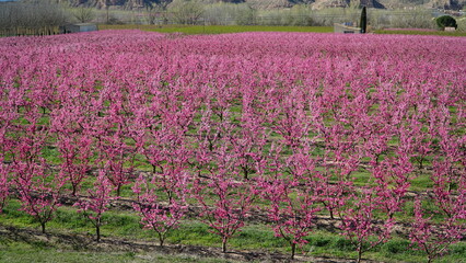 field of pink peaches flowers
