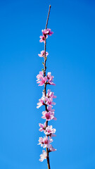 Pink peach flower blossom on blue sky