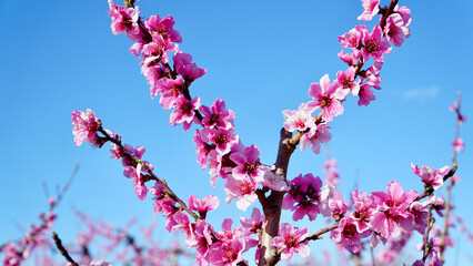 pink magnolia peach flowers