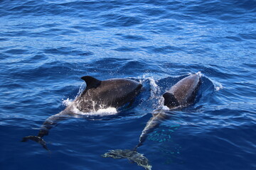 Obraz premium Dauphins - Ile de la réunion