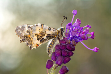 Macro shots, Beautiful nature scene. Closeup beautiful butterfly sitting on the flower in a summer garden.