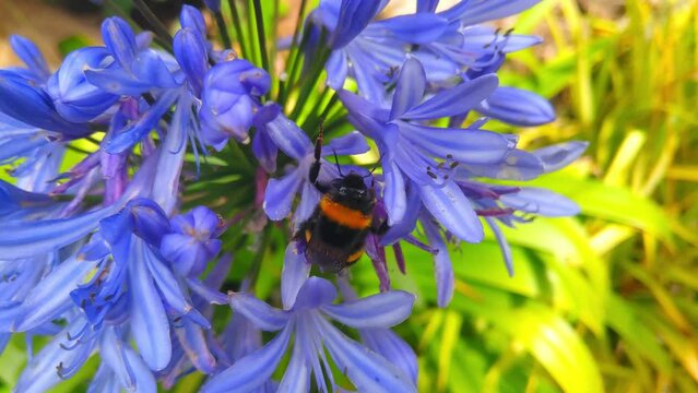 A close-up of a bee or chmel that sits on a flowering flower in a park or garden in the spring