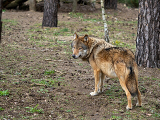 Fototapeta premium Wolf