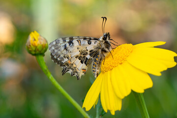 Macro shots, Beautiful nature scene. Closeup beautiful butterfly sitting on the flower in a summer garden.