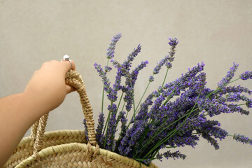 Hand holding wicker bag with picked lavender flowers. Selective focus.