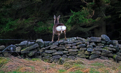 Roe deer family grazing in a field