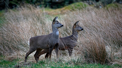 Roe deer family grazing in a field