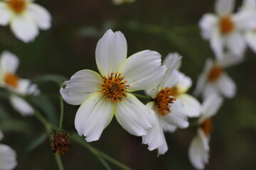 focus on white flowers