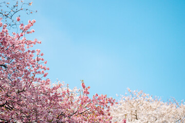 青空と桜