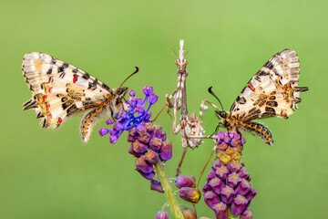 Macro shots, Beautiful nature scene. Closeup beautiful butterfly sitting on the flower in a summer garden.