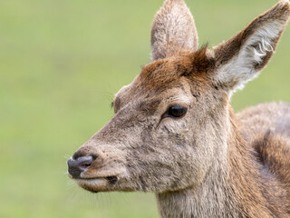 Damwild