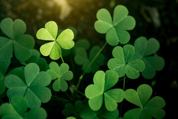 Fototapeta na wymiar Green background with three-leaved shamrocks, Lucky Irish Four Leaf Clover in the Field for St. Patricks Day holiday symbol. with three-leaved shamrocks, St. Patrick's day holiday symbol, earth day.