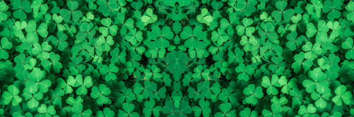 Green background with three-leaved shamrocks, Lucky Irish Four Leaf Clover in the Field for St. Patricks Day holiday symbol. with three-leaved shamrocks, St. Patrick's day holiday symbol, earth day.