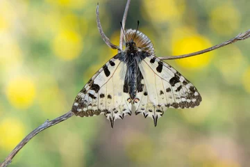 Selbstklebende Fototapeten Schmetterling Macro shots, Beautiful nature scene. Closeup beautiful butterfly sitting on the flower in a summer garden.  © blackdiamond67