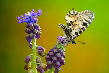 Macro shots, Beautiful nature scene. Closeup beautiful butterfly sitting on the flower in a summer garden.