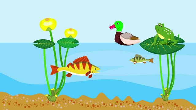 Cartoon pond ecosystem, fish, duck, frog animation