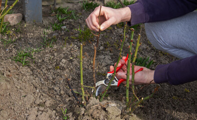 A hand holds secateurs and cuts a branch of a rose bush.