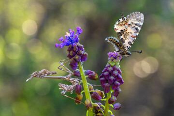 Macro shots, Beautiful nature scene. Closeup beautiful butterfly sitting on the flower in a summer garden.