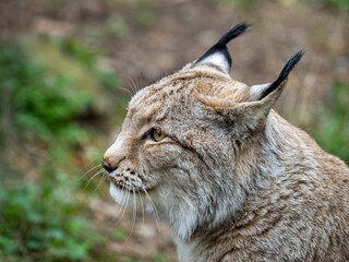 Fototapeta premium Lux