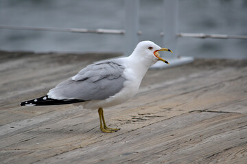 Seagull with its mouth open