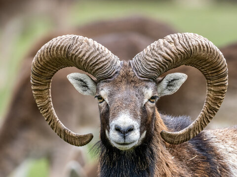 Mufflon