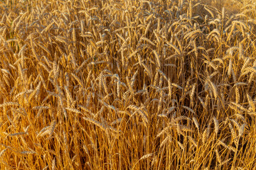 Wheat field in the Pyrenees
