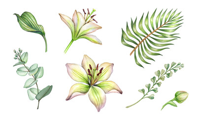 watercolor lily flowers and green leaves. Botanical design elements set, bohemian floral clip art collection, isolated on white background