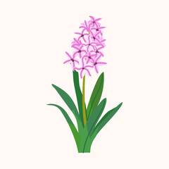 Pink Flower Hyacinth isolated on white background. Botanical vector illustration. Easter Holidays