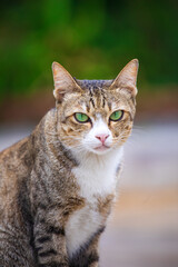 The cat looks to the side and sits on a green lawn. Portrait of a fluffy orange cat with green eyes