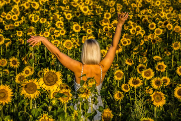 girl in a field of sunflowers, early morning of the rising sun