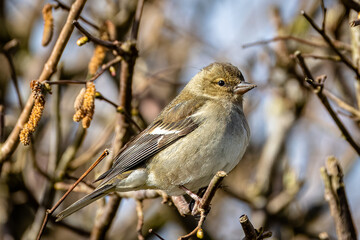 Chaffinch - female