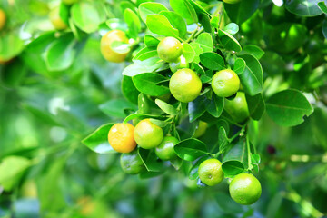 Round Kumquat fruits growing on the branches in the plantation at a sunny day 