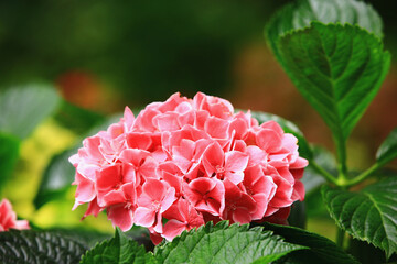 blooming Hydrangea(Big-leaf Hyrdangea) flowers,close-up of pink Hydrangea flowers blooming in the garden