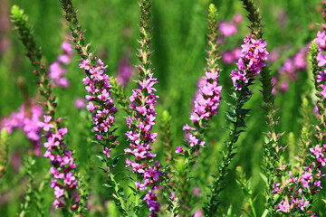 blooming Spiked Loosestrlfe(Purple Lythrum) flowers,close-up of purple Lythrum flowers blooming in the garden at a sunny day