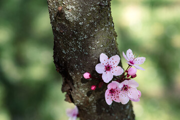 Close up of spring flowers isolated on white, with clipping path. Minimalistic style pink spring cherry blossom in white natural blue sky background	