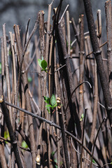 Close up of a bright green spring branch with new  leaves on a natural old wooden branch background. Minimalistic style of macro spring leaves in wooden background with space for text