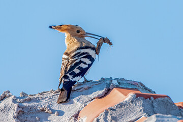 Eurasian hoopoe standing on a roof with food in his beak © Damyan Petkov