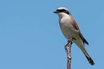 Red-backed shrike standing on a branch