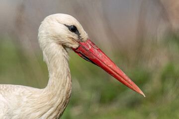 White stork looking for food