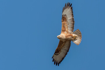 Long-legged buzzard flying in the sky