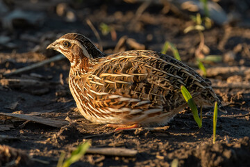Common quail laying down in the field
