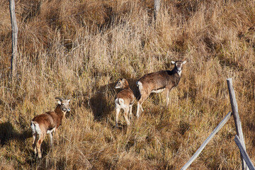 European mouflon ,,Ovis aries musimon,, in its natural environment, Carpathian forest, Slovakia